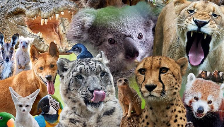 Which Animal Reflects Your True Self?